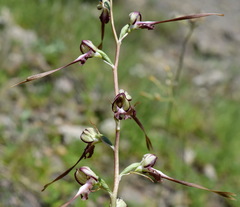 Himantoglossum caprinum