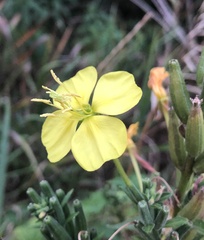 Oenothera