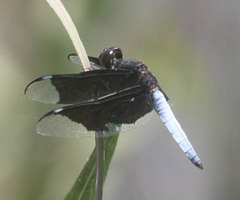 Palpopleura lucia