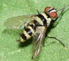Trigonospila transvittata