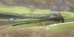 Pseudagrion sublacteum