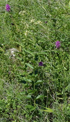 Anacamptis pyramidalis