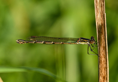 Austrolestes colensonis