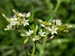 Vincetoxicum hirundinaria