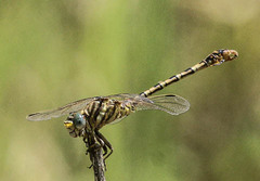Crenigomphus hartmanni