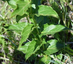 Vincetoxicum hirundinaria