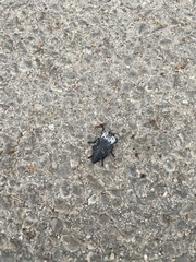 Capnodis tenebrionis