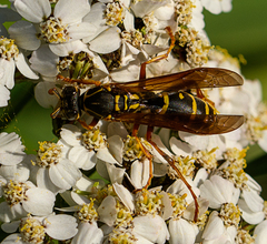 Polistes chinensis