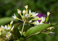 Vincetoxicum hirundinaria