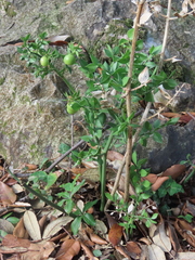 Ruscus aculeatus