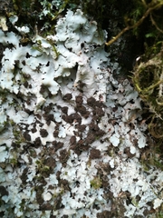 Ricasolia amplissima