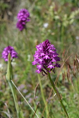 Anacamptis pyramidalis