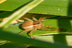 Dolomedes minor