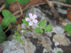 Geranium purpureum