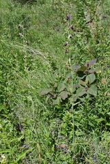 Ophrys oestrifera