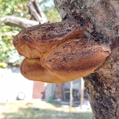 Inonotus