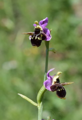 Ophrys oestrifera