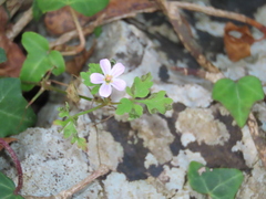 Geranium purpureum