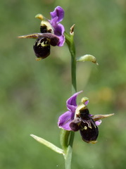 Ophrys oestrifera