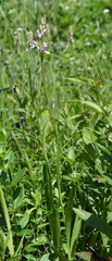 Dactylorhiza iberica