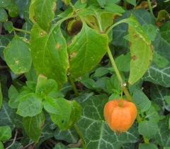 Alkekengi officinarum