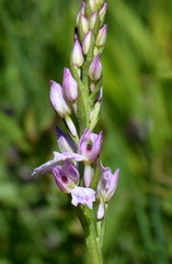 Dactylorhiza iberica
