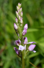 Dactylorhiza iberica