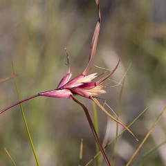 Iseilema macratherum