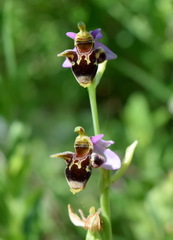 Ophrys oestrifera