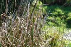 Juncus pallidus
