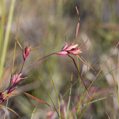 Iseilema macratherum