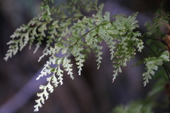 Hymenophyllum demissum