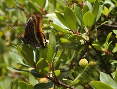 Charaxes jasius