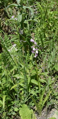 Dactylorhiza iberica