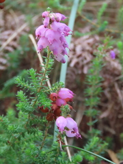 Erica ciliaris