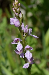 Dactylorhiza iberica