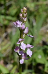 Dactylorhiza iberica