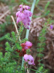 Erica ciliaris