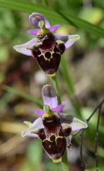 Ophrys oestrifera