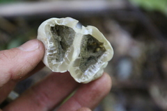 Protubera parvispora