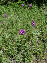 Anacamptis pyramidalis