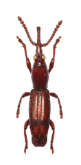 Paratrachelizus