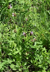 Ophrys oestrifera
