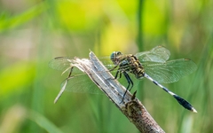 Orthetrum sabina
