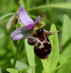 Ophrys oestrifera