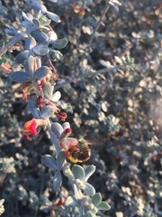 Agapostemon melliventris