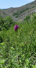 Anacamptis pyramidalis