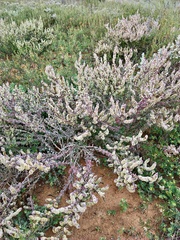 Maireana trichoptera