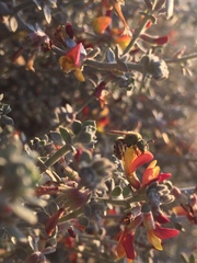 Agapostemon melliventris