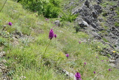 Anacamptis pyramidalis